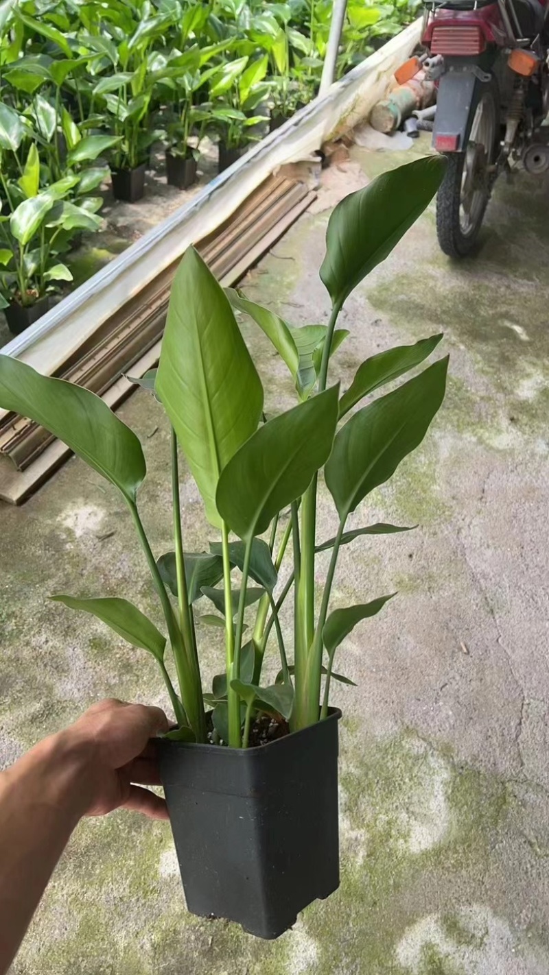 天堂鸟/红花天堂鸟基地直发适合主播淘宝拼多多等等