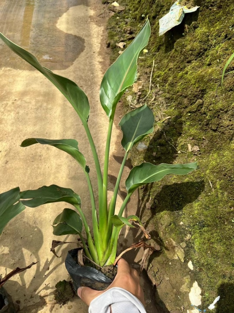 天堂鸟/红花天堂鸟基地直发适合主播淘宝拼多多等等