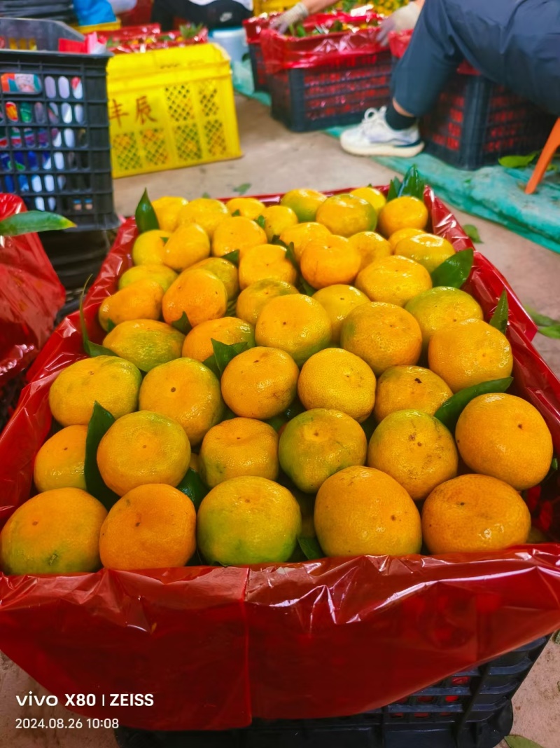 云南柑橘叶果特早蜜橘丑橘供电商出口现场采摘