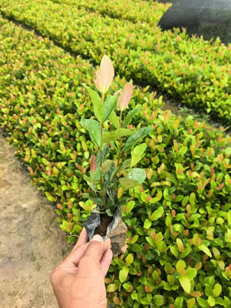 龙船花小杯中杯盆栽基地直发规格齐全质量优质