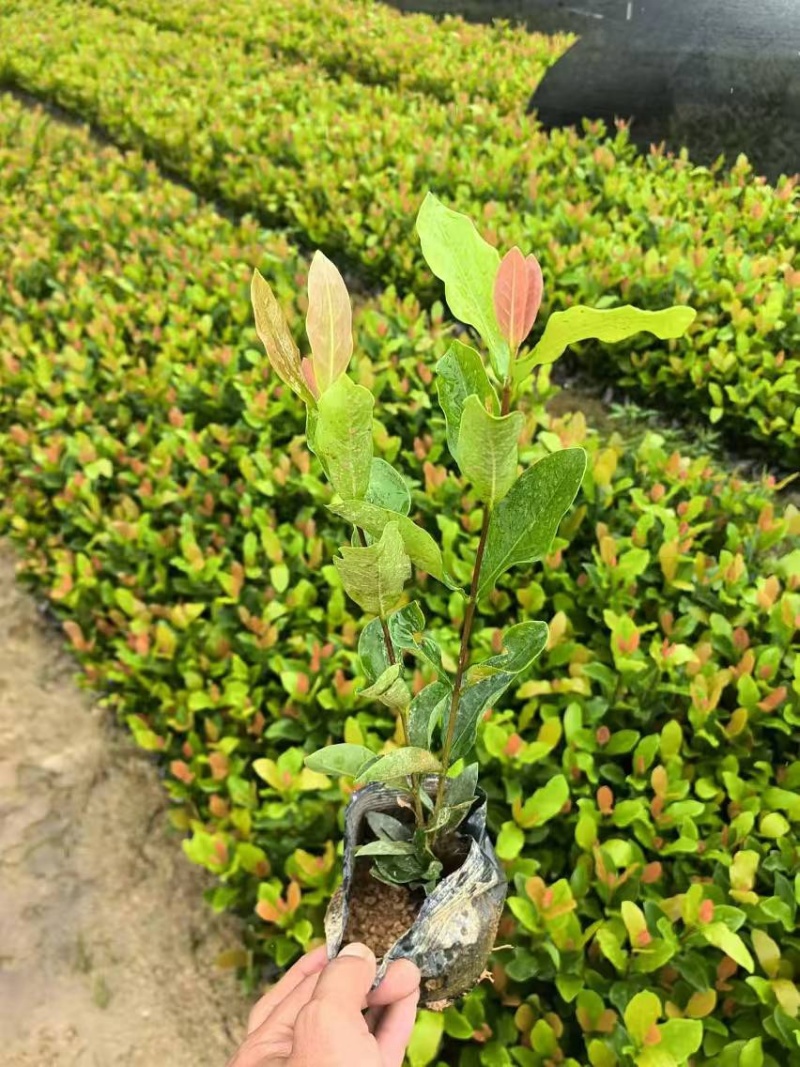 龙船花小杯中杯盆栽基地直发规格齐全质量优质