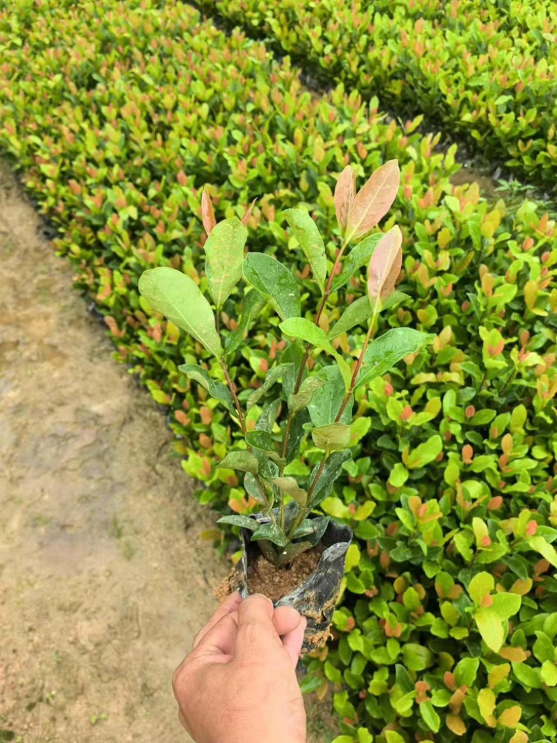 龙船花小杯中杯盆栽基地直发规格齐全质量优质