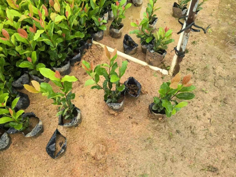 龙船花小杯中杯盆栽基地直发规格齐全质量优质