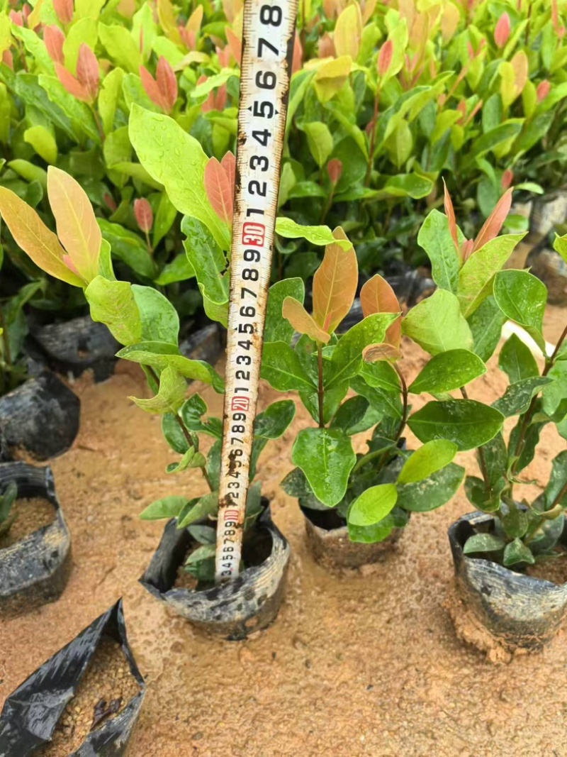 龙船花小杯中杯盆栽基地直发规格齐全质量优质