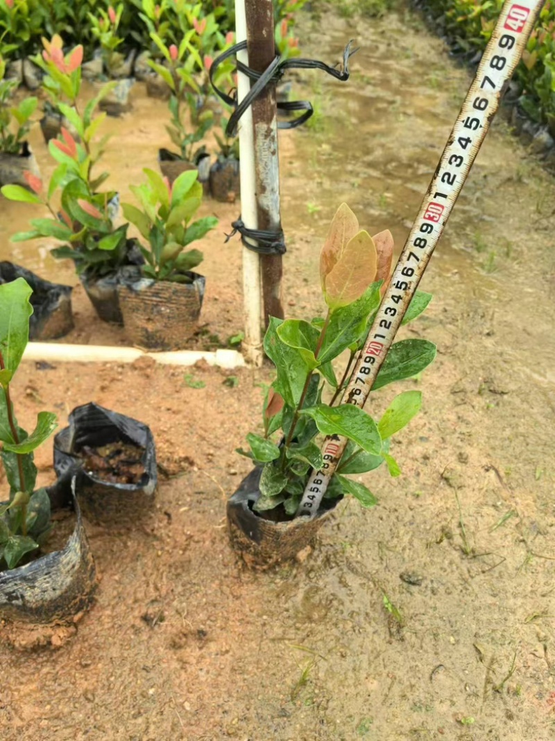 龙船花小杯中杯盆栽基地直发规格齐全质量优质