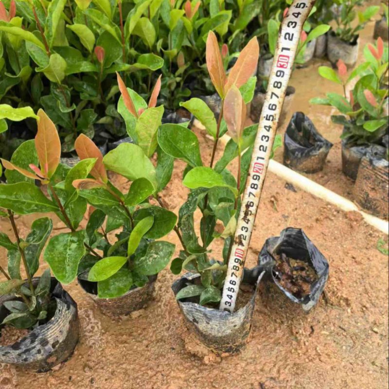 龙船花小杯中杯盆栽基地直发规格齐全质量优质