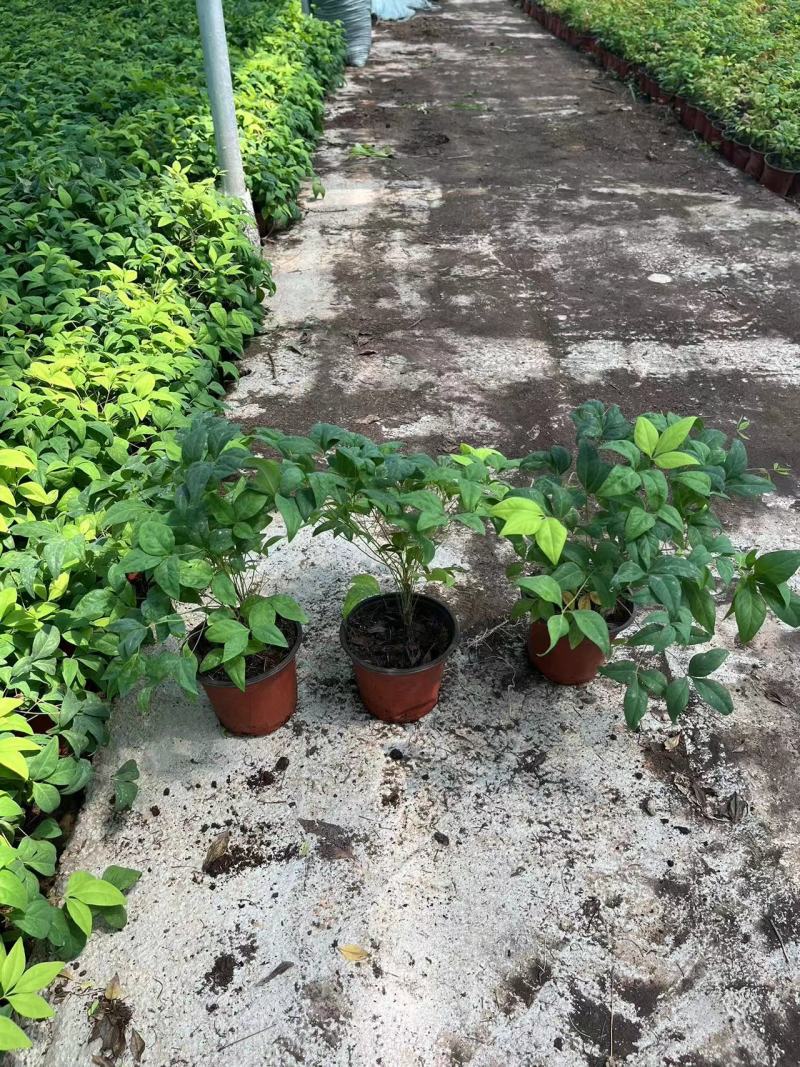 南天竹，有火焰南天，红宝石南天竹，普通南天竹等基地直销