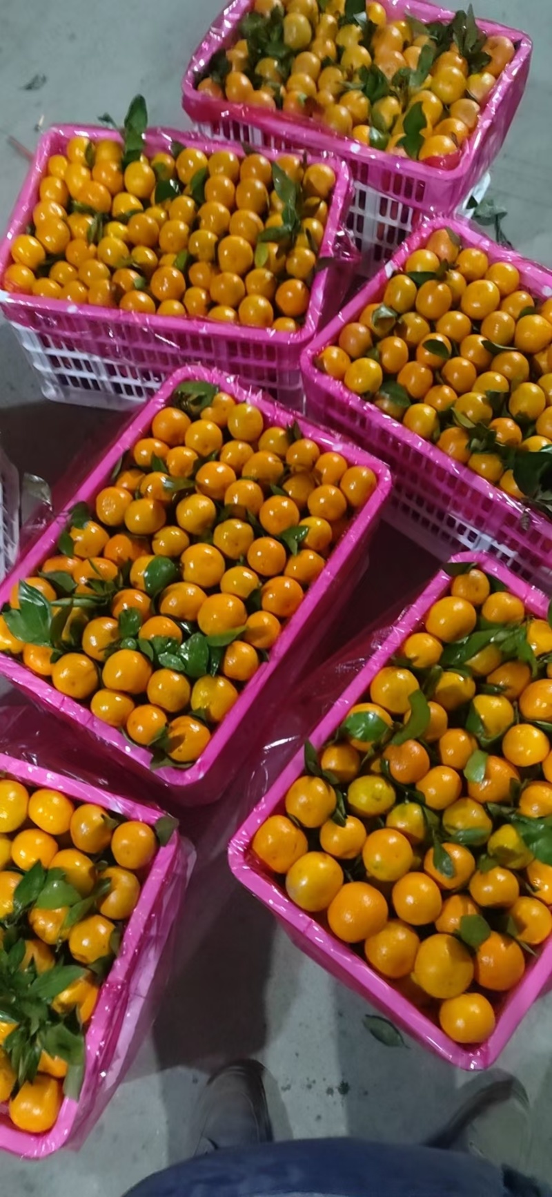 南丰蜜橘默科特产地直销批发看货定园现场采果选果质量保证