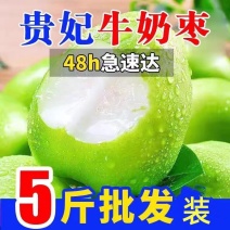 【现货】云南牛奶大枣大青枣牛奶果新鲜应季贵妃枣奶枣青枣