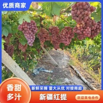 新疆博尔塔拉蒙古自治州精河县万亩红提产地合作社代办