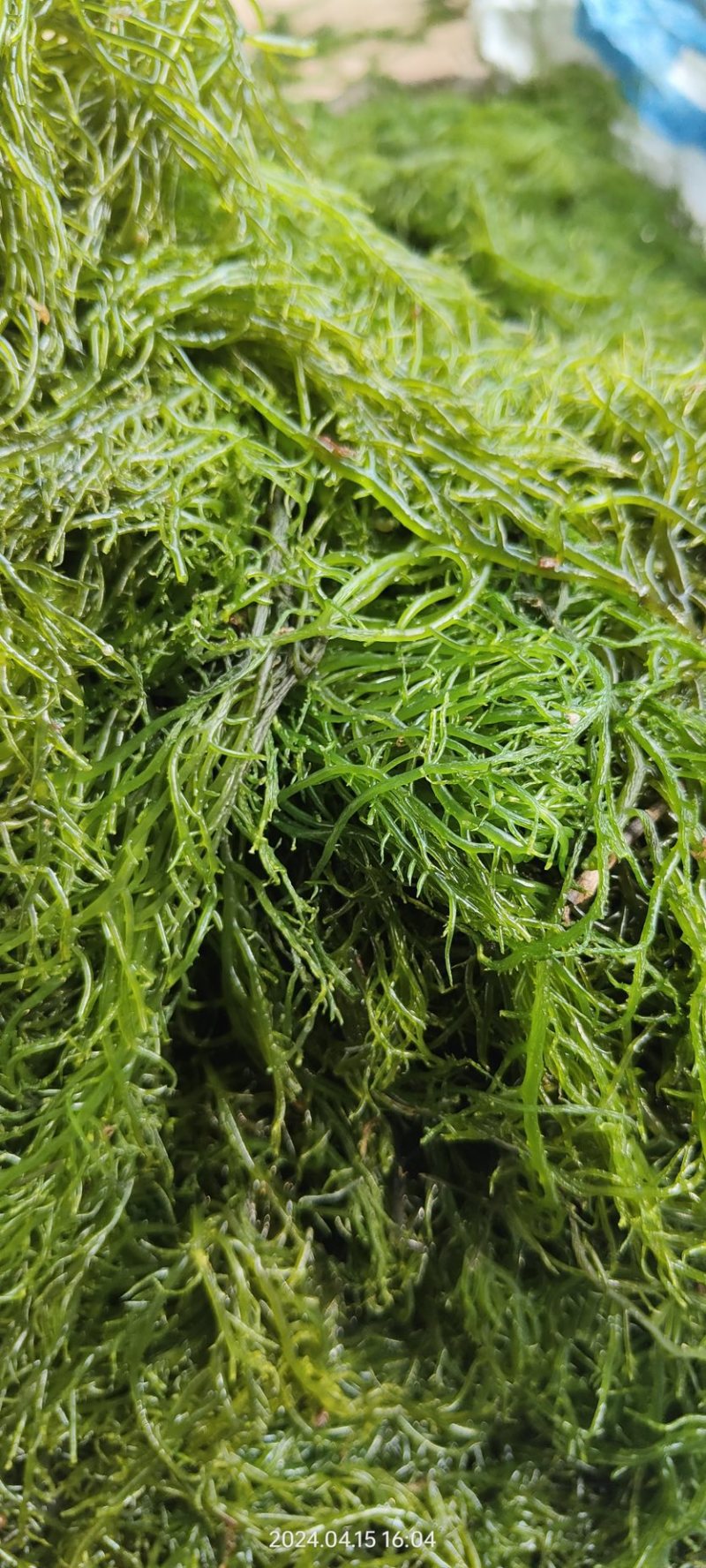 海草海菜龙须菜鹿角菜产地直发长期供货代发全国市场