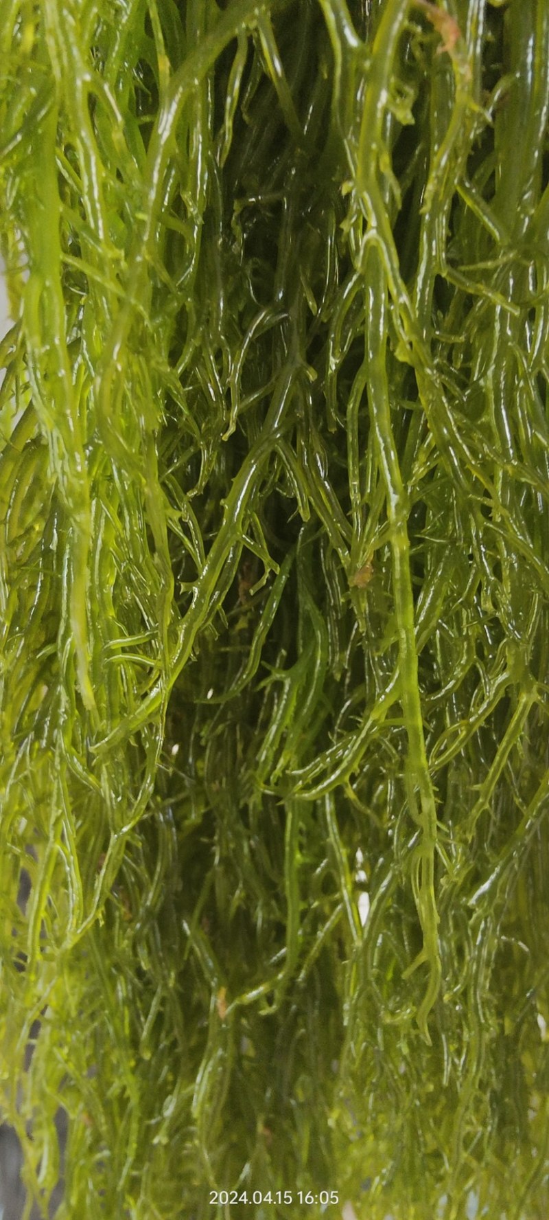 海草海菜龙须菜鹿角菜产地直发长期供货代发全国市场