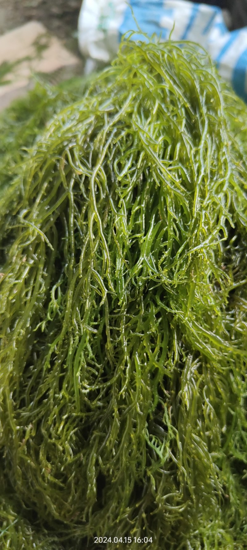 海草海菜龙须菜鹿角菜产地直发长期供货代发全国市场