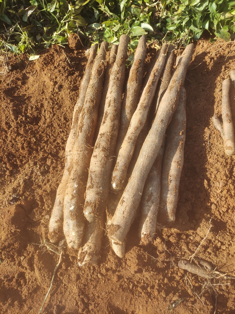 广西黑皮山药，现挖现发，基地一手货源，无中间商，代发全国