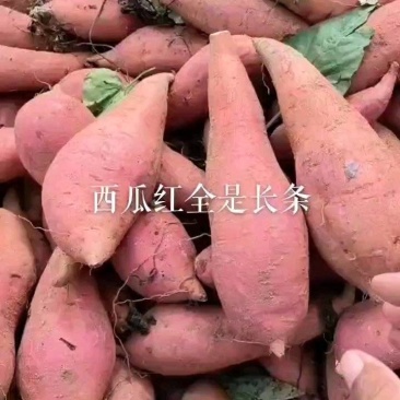 山东邹城沙地西瓜红大量上市中，欢迎客户选购