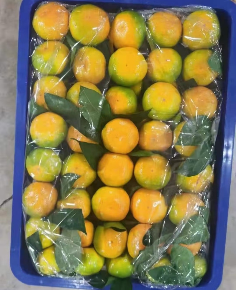 云南特早蜜橘大芬果园看货订货对接电商社区批发市场