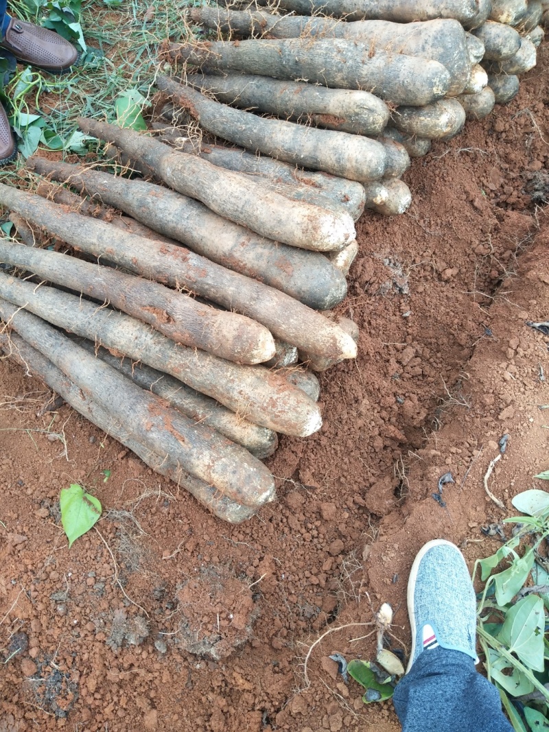 广西黑皮山药，现挖现发，基地一手货源，无中间商，代发全国