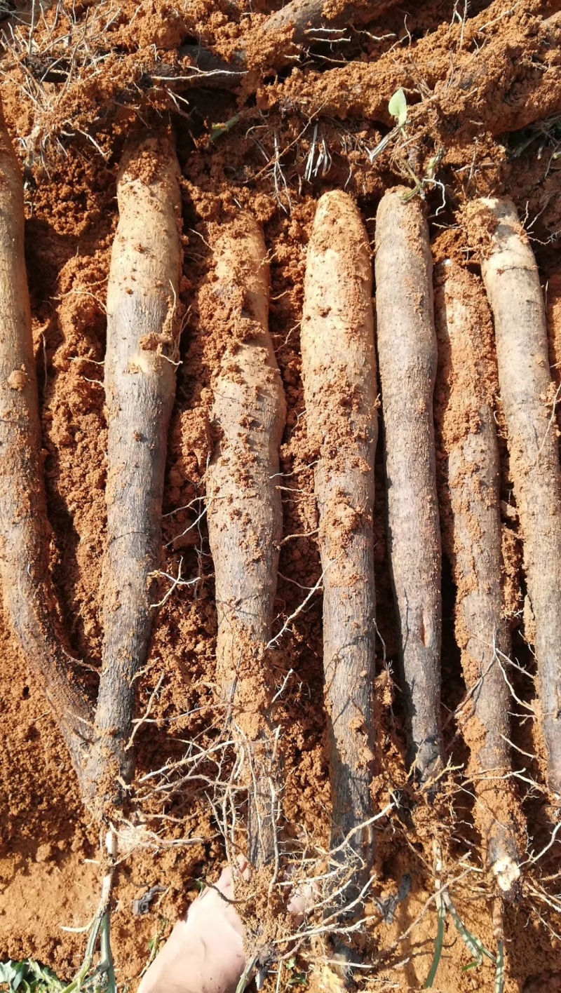 广西黑皮山药，现挖现发，基地一手货源，无中间商，代发全国