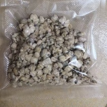 新鲜黄沙蚬，新鲜蚬子肉