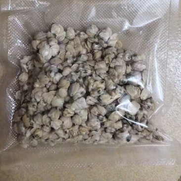 新鲜黄沙蚬，新鲜蚬子肉