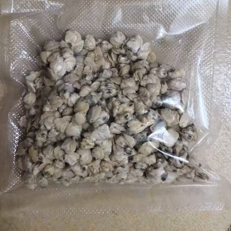 新鲜黄沙蚬，新鲜蚬子肉