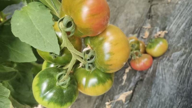 正宗甘肃碱地草莓柿子大量上市需要的老板联系