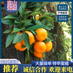 大芬四号/早熟蜜橘/特早柑桔，产地批发一手货源，量大优惠