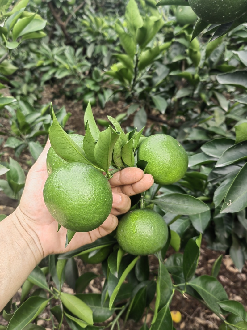 特早蜜橘柑橘普早大量上市中，欢迎光临品尝