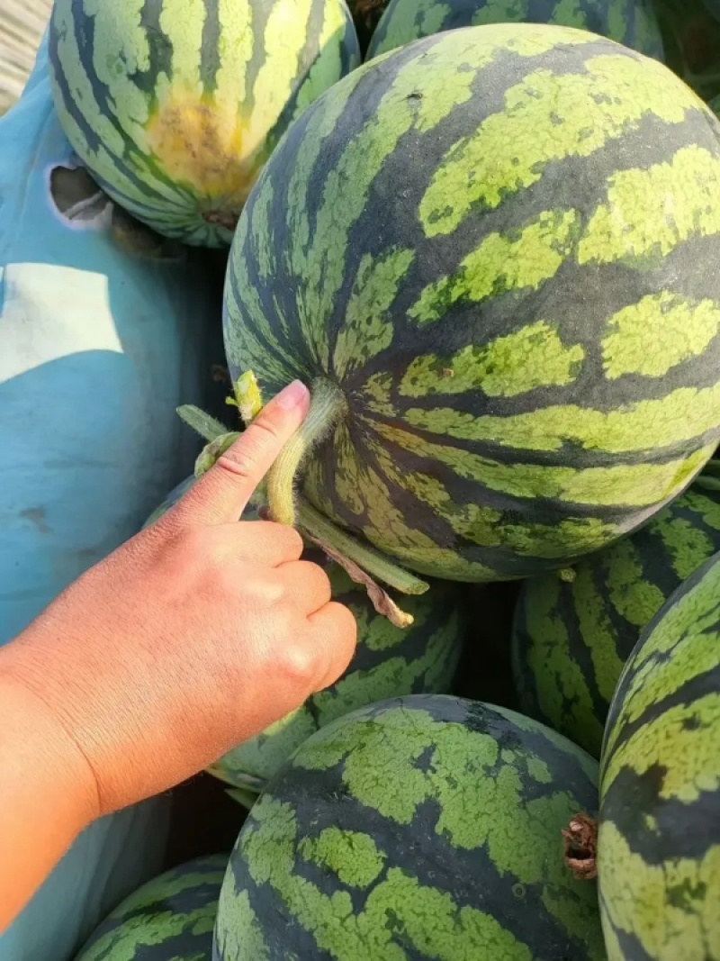 河南夏邑美都西瓜二茬精品美都西瓜大量供应市场商超