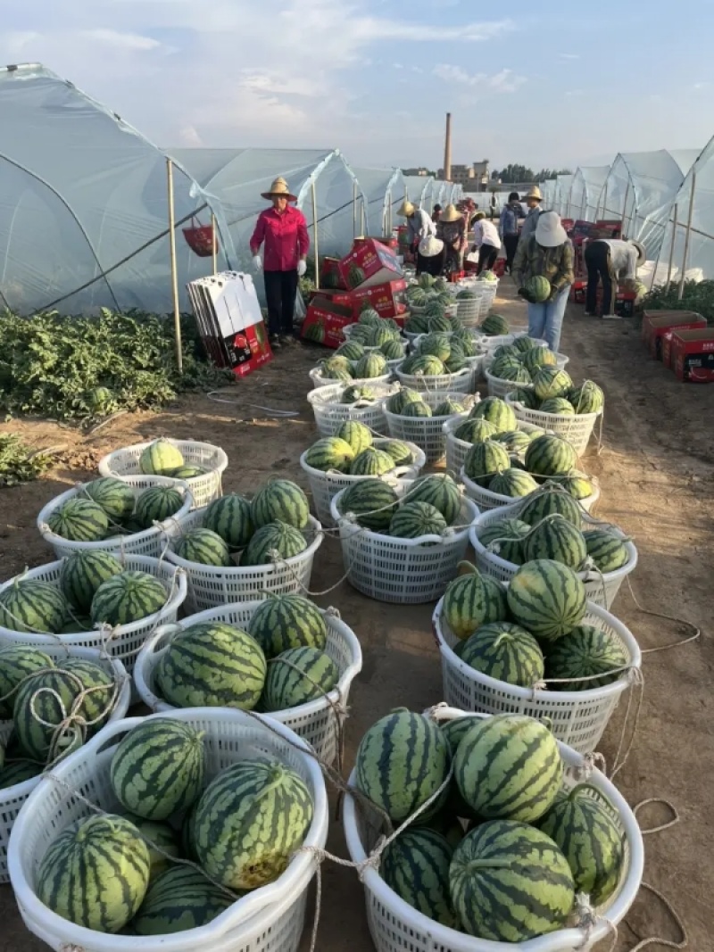 河南夏邑美都西瓜二茬精品美都西瓜大量供应市场商超
