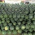 河南夏邑美都西瓜二茬精品美都西瓜大量供应市场商超