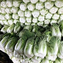 黄心白菜，高山白菜现采现装保质保量欢迎订购