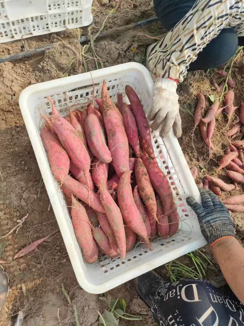 西瓜红蜜薯、常年供应供应电商超市各大市场档口