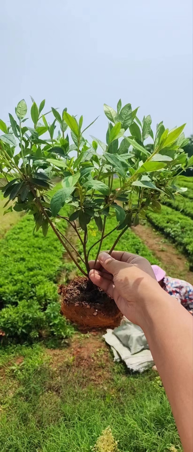 毛鹃杯苗