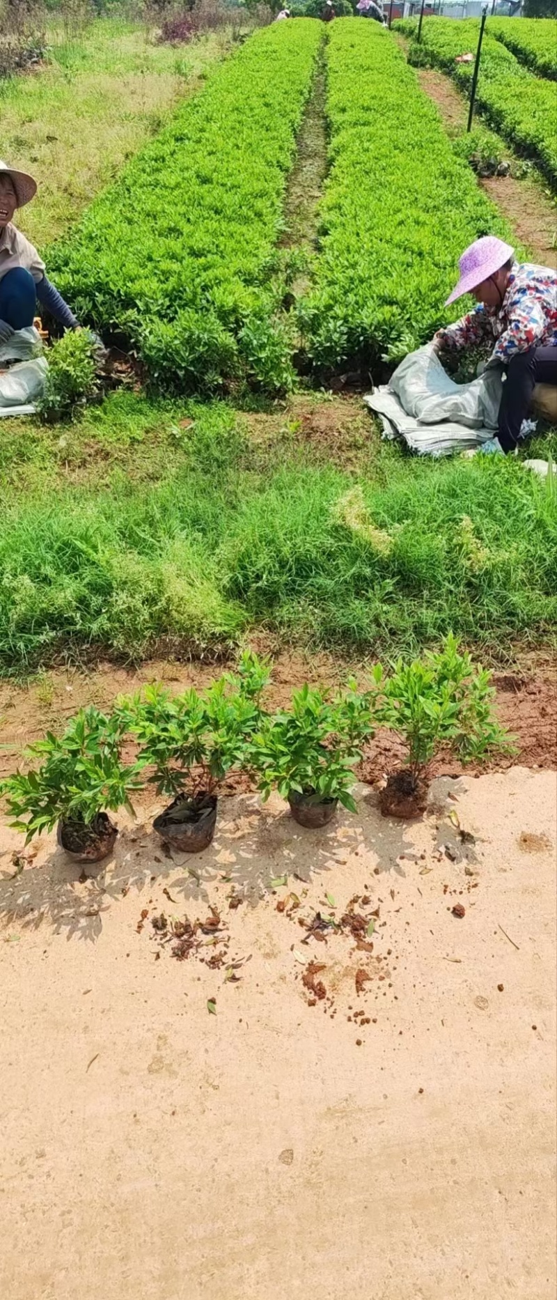 毛鹃杯苗