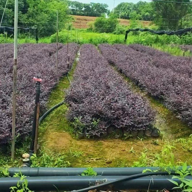 红花继木杯苗