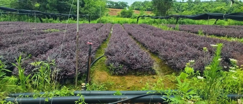 红花继木杯苗