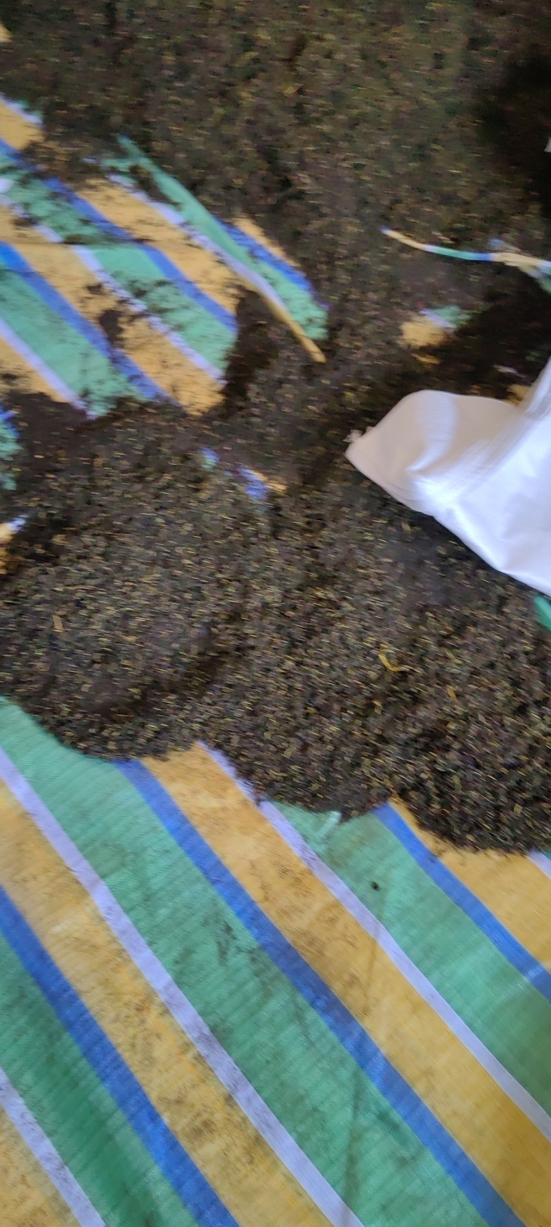 赶黄草茶叶