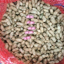 优质鲜花生通货