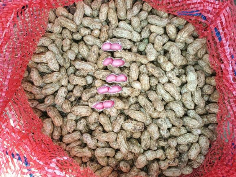 优质鲜花生通货