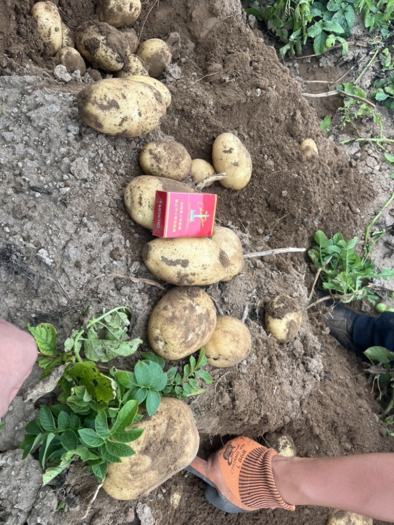 内蒙土豆沃土5沙地土豆颜色好个头大现挖现发欢迎来电咨询