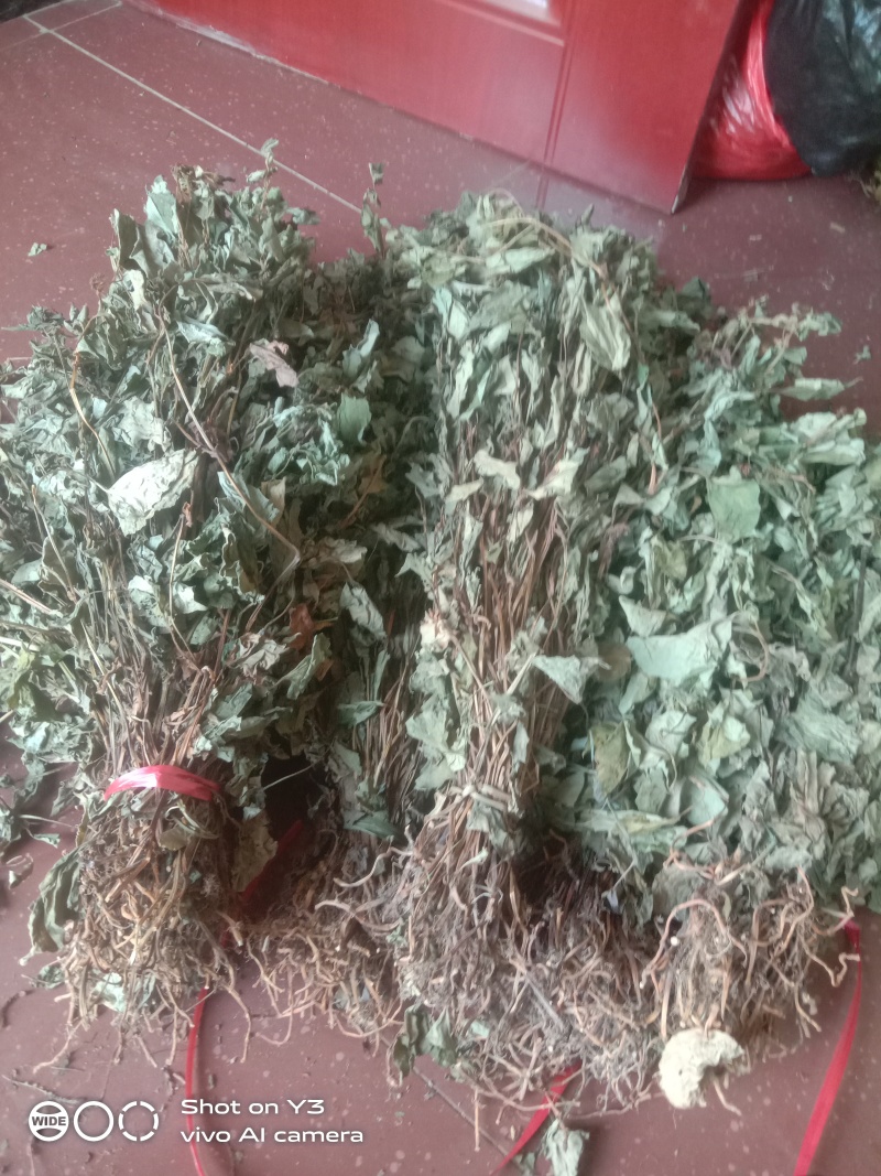 贵州黔南野生魚腥草干货大量供应欢迎订购