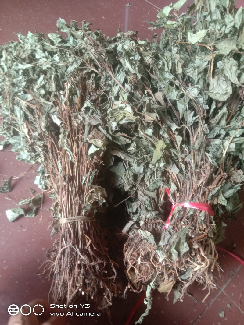 贵州黔南野生魚腥草干货大量供应欢迎订购