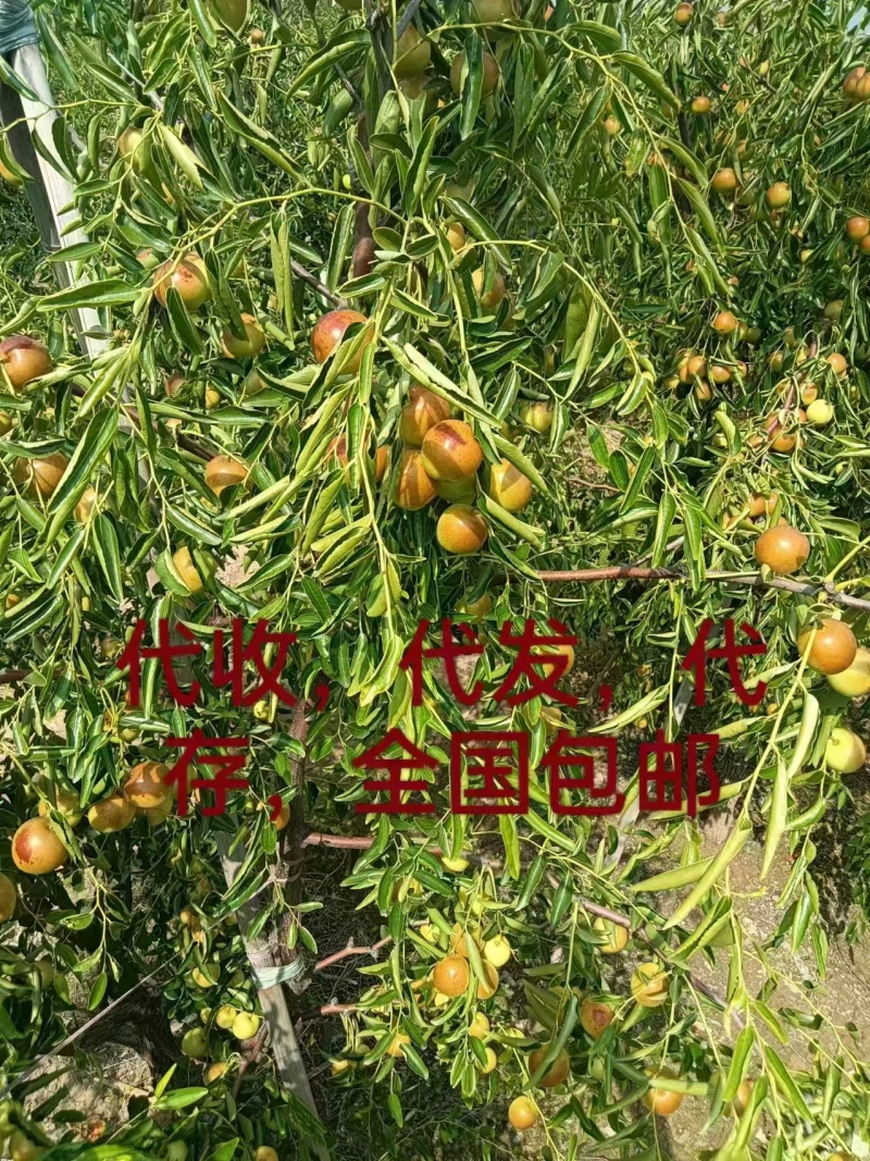山东冬枣大量现货供应，支持一件代发，多多团购各大电商市场