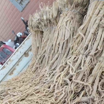 防风地摊电商批发防风中药材防风干