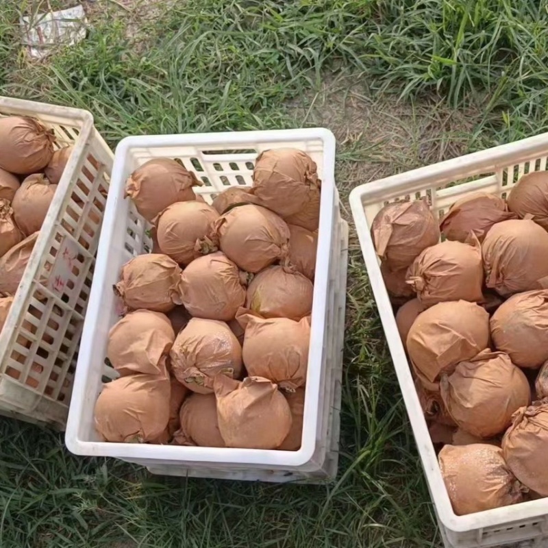 【推荐】精品秋月梨口感好多汁脆甜产地直供品质保证