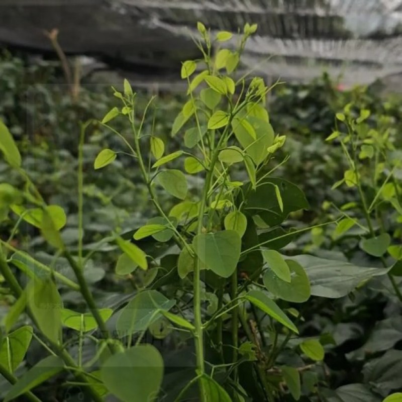 赤仓滕，龙须菜