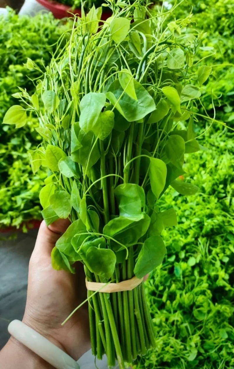 赤仓滕，龙须菜