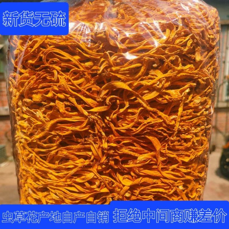 虫草花干货中粗大长条精品无硫新货农户自产自销