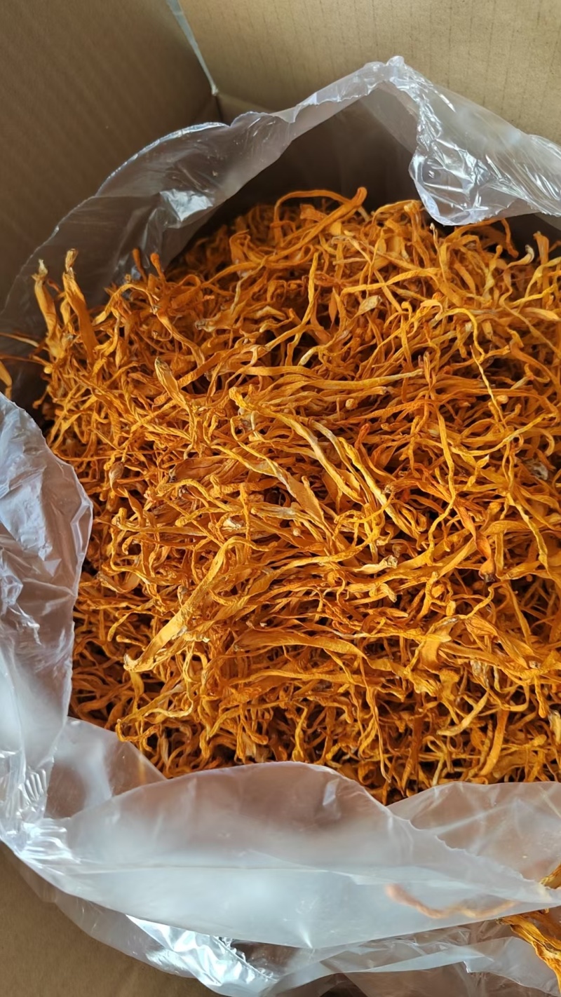 虫草花干货中粗大长条精品无硫新货农户自产自销
